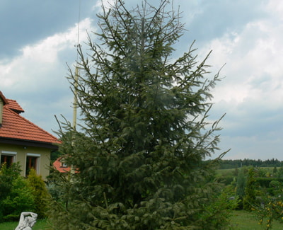 PHYTPHTHORA CITRICOLI PORAZONY SWIERK